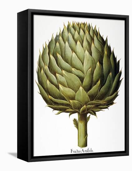 Artichoke, 1613-Besler Basilius-Framed Premier Image Canvas