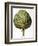 Artichoke, 1613-Besler Basilius-Framed Giclee Print