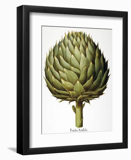 Artichoke, 1613-Besler Basilius-Framed Giclee Print