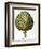 Artichoke, 1613-Besler Basilius-Framed Giclee Print