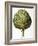 Artichoke, 1613-Besler Basilius-Framed Giclee Print