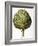 Artichoke, 1613-Besler Basilius-Framed Giclee Print