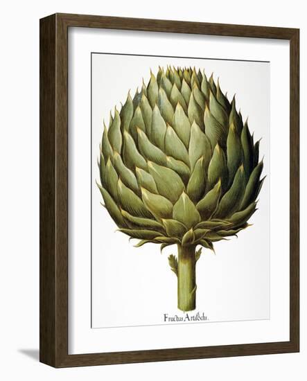 Artichoke, 1613-Besler Basilius-Framed Giclee Print