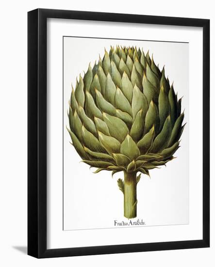 Artichoke, 1613-Besler Basilius-Framed Giclee Print