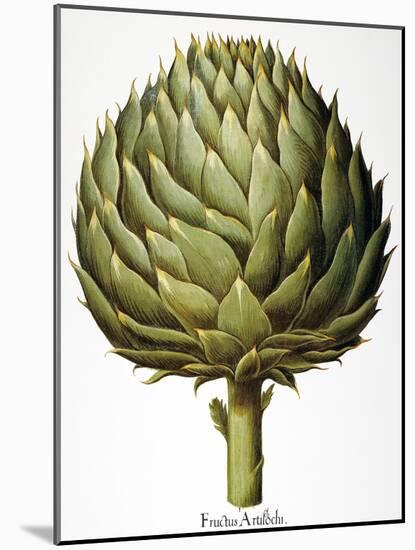 Artichoke, 1613-Besler Basilius-Mounted Giclee Print