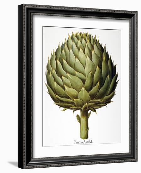 Artichoke, 1613-Besler Basilius-Framed Giclee Print