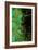 Artichoke_abst_vert2 (digital)-Scott J. Davis-Framed Giclee Print