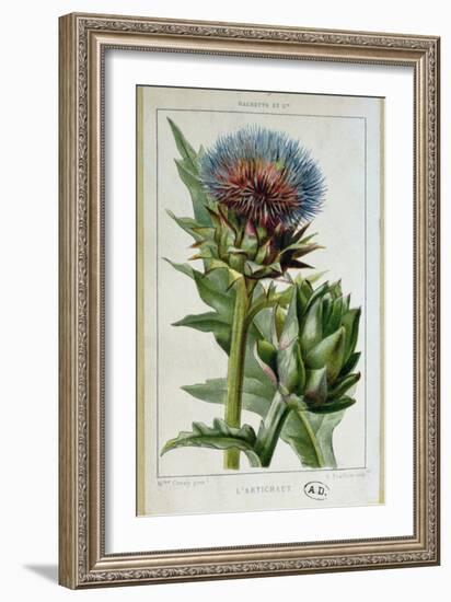 Artichoke, Botanical Plate-Marguerite Buret-Framed Premium Giclee Print