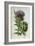 Artichoke, Botanical Plate-Marguerite Buret-Framed Premium Giclee Print