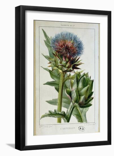 Artichoke, Botanical Plate-Marguerite Buret-Framed Premium Giclee Print