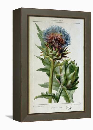 Artichoke, Botanical Plate-Marguerite Buret-Framed Premier Image Canvas