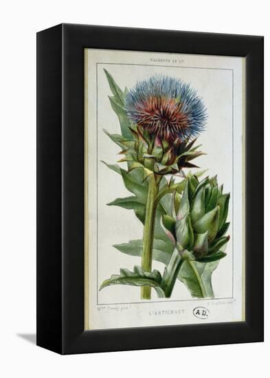 Artichoke, Botanical Plate-Marguerite Buret-Framed Premier Image Canvas