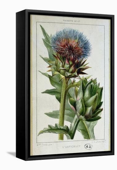 Artichoke, Botanical Plate-Marguerite Buret-Framed Premier Image Canvas