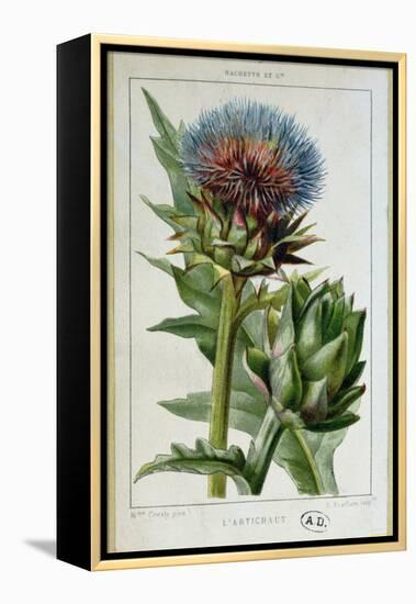 Artichoke, Botanical Plate-Marguerite Buret-Framed Premier Image Canvas
