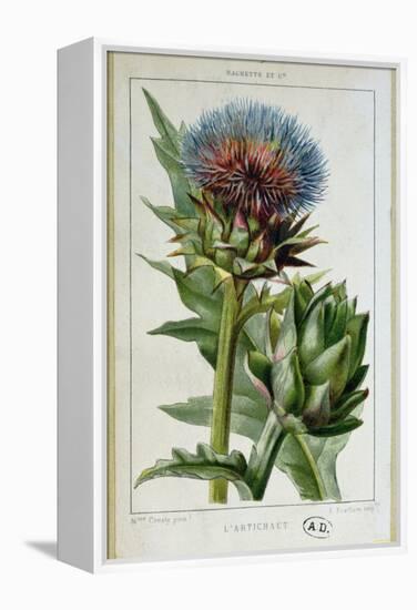 Artichoke, Botanical Plate-Marguerite Buret-Framed Premier Image Canvas