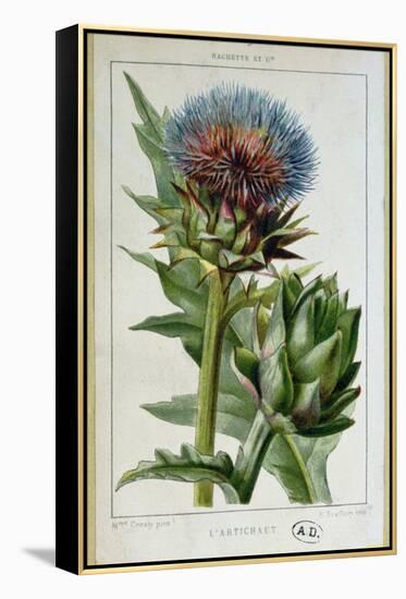 Artichoke, Botanical Plate-Marguerite Buret-Framed Premier Image Canvas