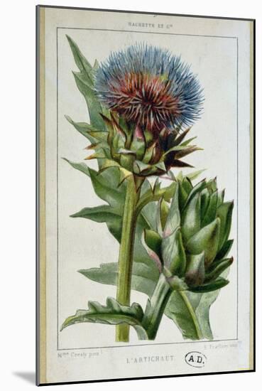Artichoke, Botanical Plate-Marguerite Buret-Mounted Giclee Print