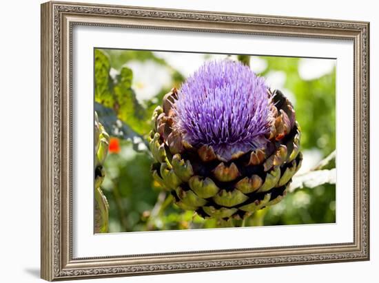 Artichoke (Cynara 'Concerto F1')-Dr. Keith Wheeler-Framed Photographic Print