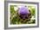 Artichoke (Cynara 'Concerto F1')-Dr. Keith Wheeler-Framed Photographic Print