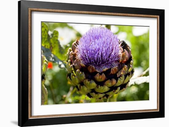 Artichoke (Cynara 'Concerto F1')-Dr. Keith Wheeler-Framed Photographic Print