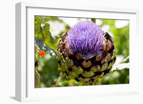 Artichoke (Cynara 'Concerto F1')-Dr. Keith Wheeler-Framed Photographic Print