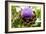 Artichoke (Cynara 'Concerto F1')-Dr. Keith Wheeler-Framed Photographic Print