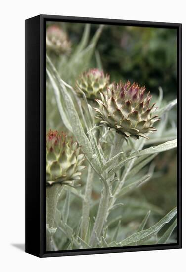 Artichoke (Cynara Scolymus) Flowers-Veronique Leplat-Framed Premier Image Canvas