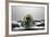 Artichoke FreshSplash-Steve Gadomski-Framed Photographic Print