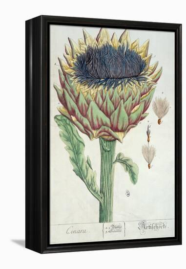 Artichoke, from 'Herbarium Blackwellianum', 1757-Elizabeth Blackwell-Framed Premier Image Canvas