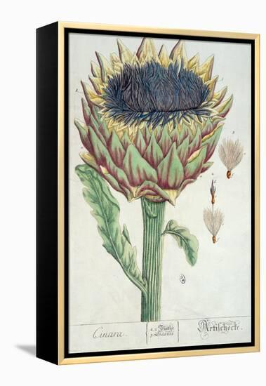 Artichoke, from 'Herbarium Blackwellianum', 1757-Elizabeth Blackwell-Framed Premier Image Canvas