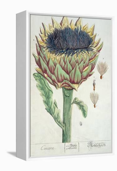 Artichoke, from 'Herbarium Blackwellianum', 1757-Elizabeth Blackwell-Framed Premier Image Canvas