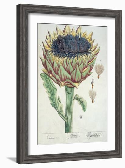 Artichoke, from 'Herbarium Blackwellianum', 1757-Elizabeth Blackwell-Framed Giclee Print