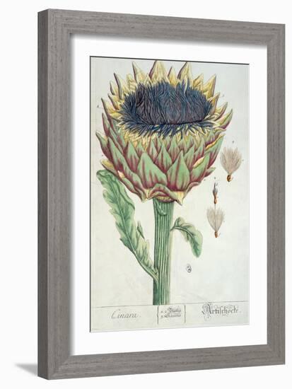 Artichoke, from 'Herbarium Blackwellianum', 1757-Elizabeth Blackwell-Framed Giclee Print