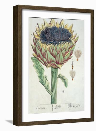 Artichoke, from 'Herbarium Blackwellianum', 1757-Elizabeth Blackwell-Framed Giclee Print