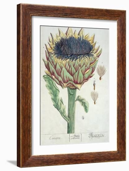 Artichoke, from 'Herbarium Blackwellianum', 1757-Elizabeth Blackwell-Framed Giclee Print