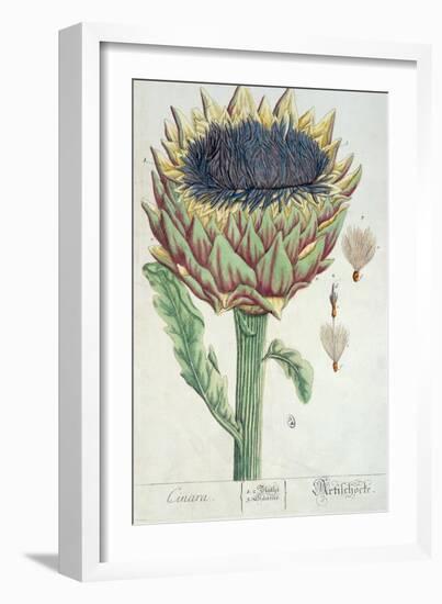 Artichoke, from 'Herbarium Blackwellianum', 1757-Elizabeth Blackwell-Framed Giclee Print