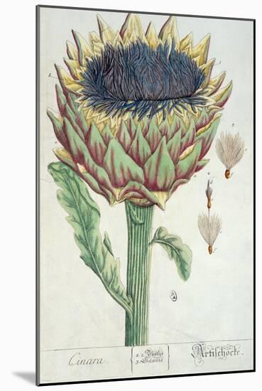 Artichoke, from 'Herbarium Blackwellianum', 1757-Elizabeth Blackwell-Mounted Giclee Print