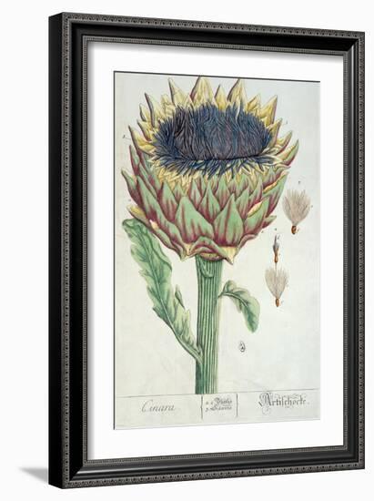 Artichoke, from 'Herbarium Blackwellianum', 1757-Elizabeth Blackwell-Framed Giclee Print