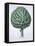 Artichoke from Hortus Eystettensis by Basil Besler-null-Framed Premier Image Canvas
