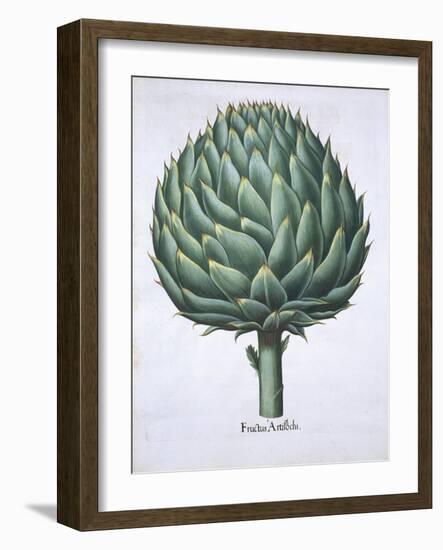 Artichoke from Hortus Eystettensis by Basil Besler-null-Framed Giclee Print