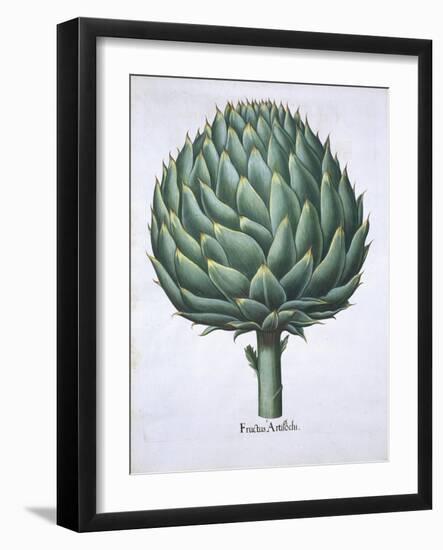 Artichoke from Hortus Eystettensis by Basil Besler-null-Framed Giclee Print