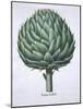 Artichoke from Hortus Eystettensis by Basil Besler-null-Mounted Giclee Print