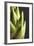 Artichoke Leaves-null-Framed Photographic Print