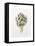 Artichoke Study, 1993-Alison Cooper-Framed Premier Image Canvas