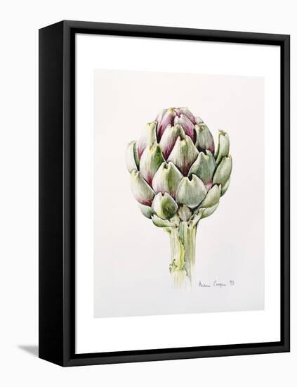 Artichoke Study, 1993-Alison Cooper-Framed Premier Image Canvas