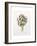 Artichoke Study, 1993-Alison Cooper-Framed Giclee Print