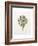 Artichoke Study, 1993-Alison Cooper-Framed Giclee Print