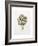 Artichoke Study, 1993-Alison Cooper-Framed Giclee Print