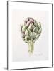 Artichoke Study, 1993-Alison Cooper-Mounted Giclee Print