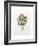 Artichoke Study, 1993-Alison Cooper-Framed Giclee Print